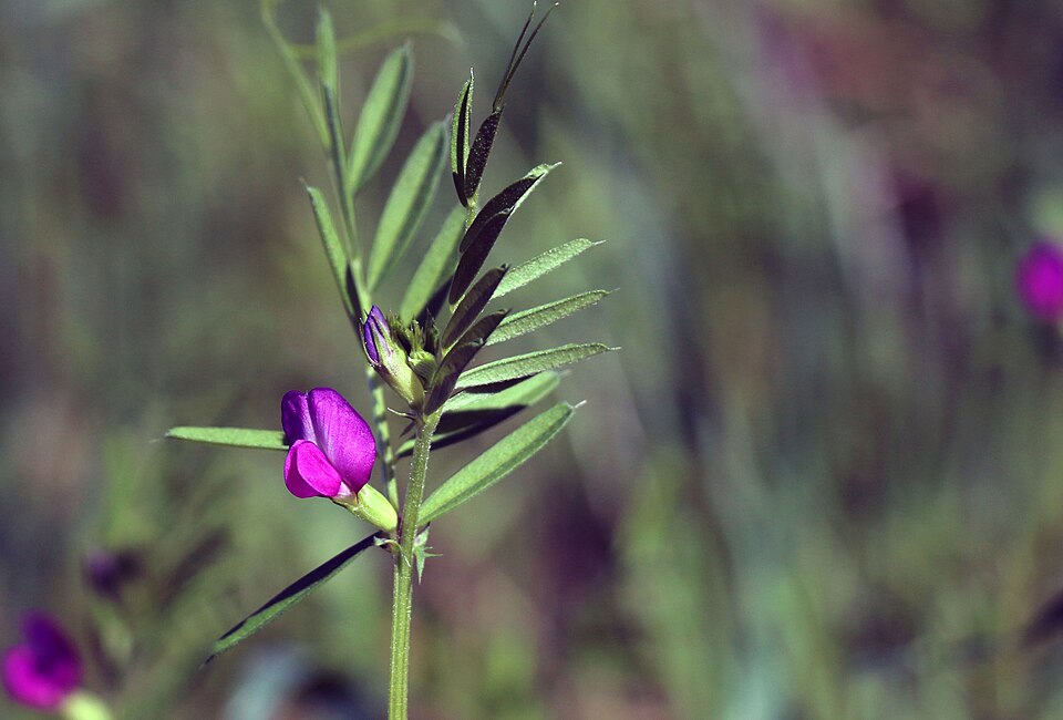 Lathyrus vestitus (Pacific pea) (alternate view 8)