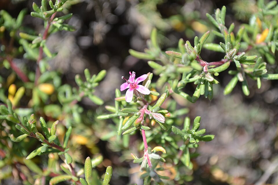 Frankenia salina (Alkali Heath) (alternate view 10)