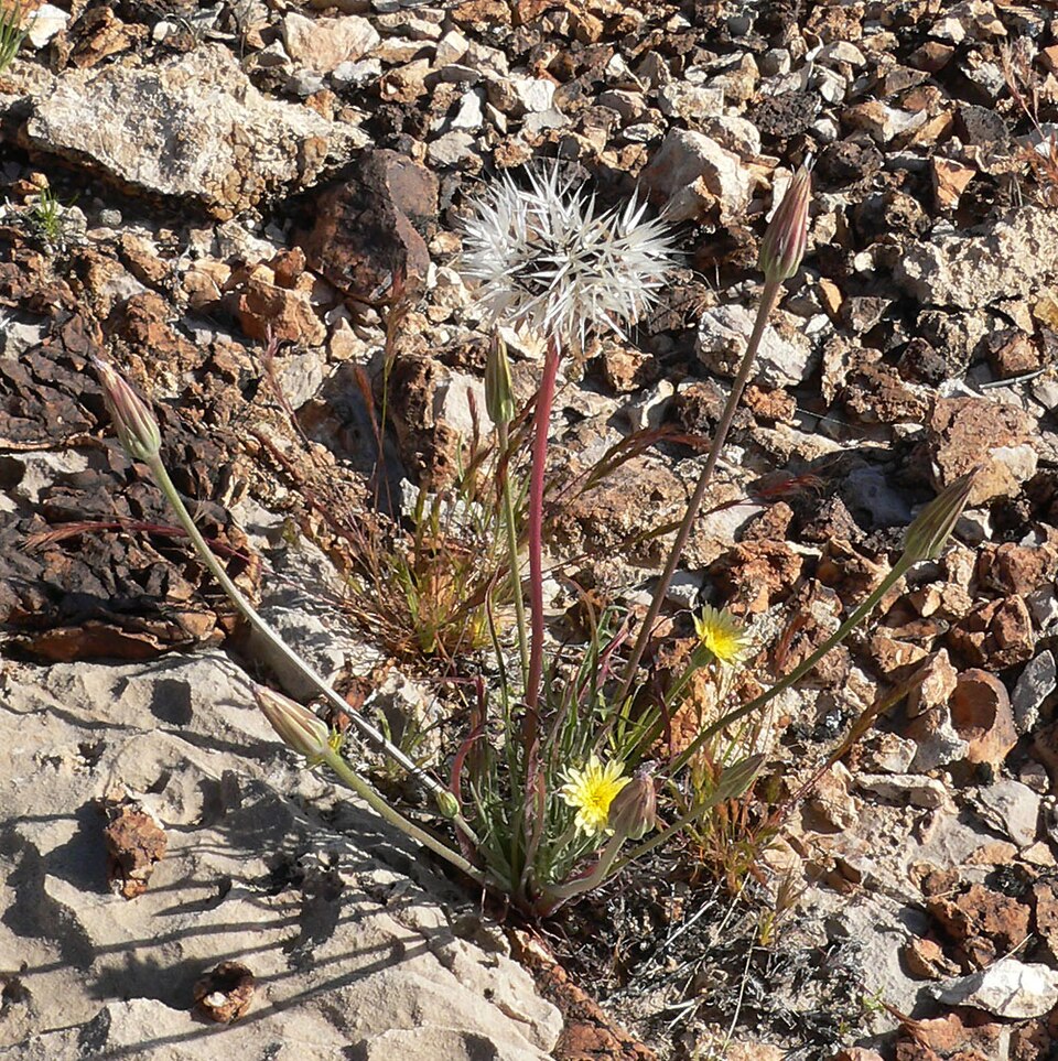 Uropappus lindleyi (silverpuffs) (alternate view 8)