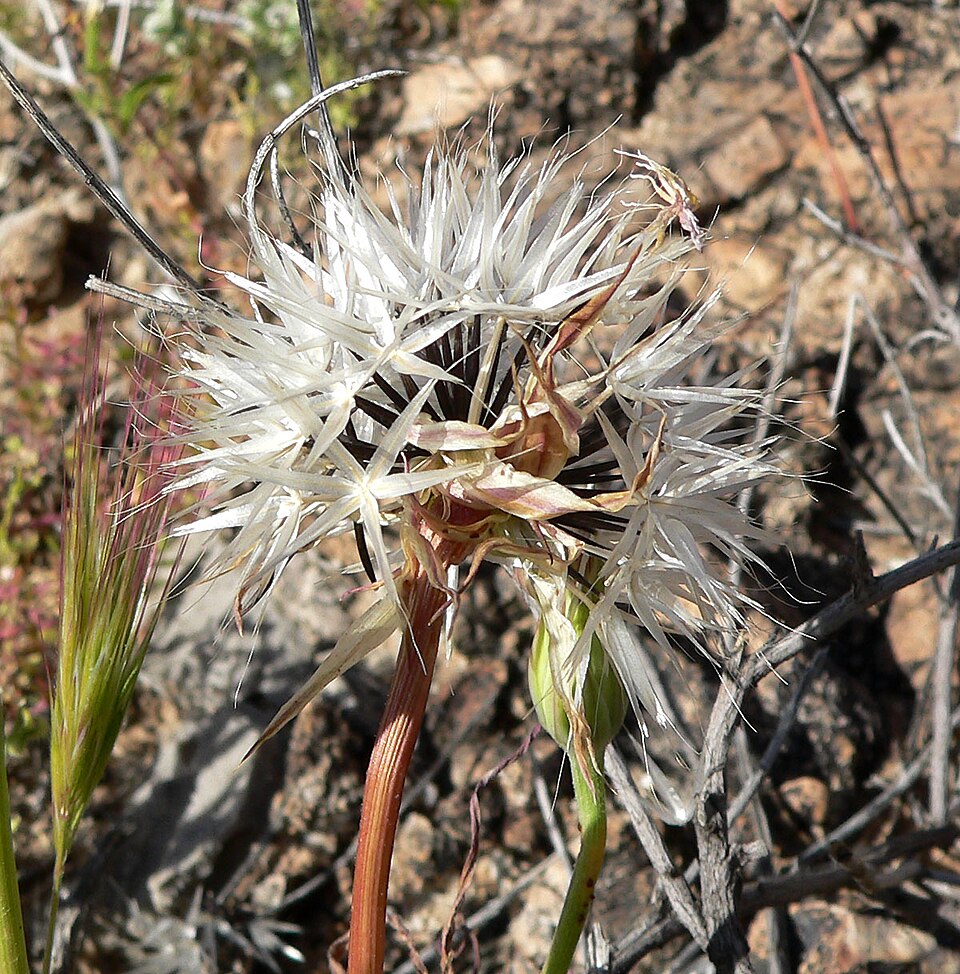 Uropappus lindleyi (silverpuffs) (alternate view 9)