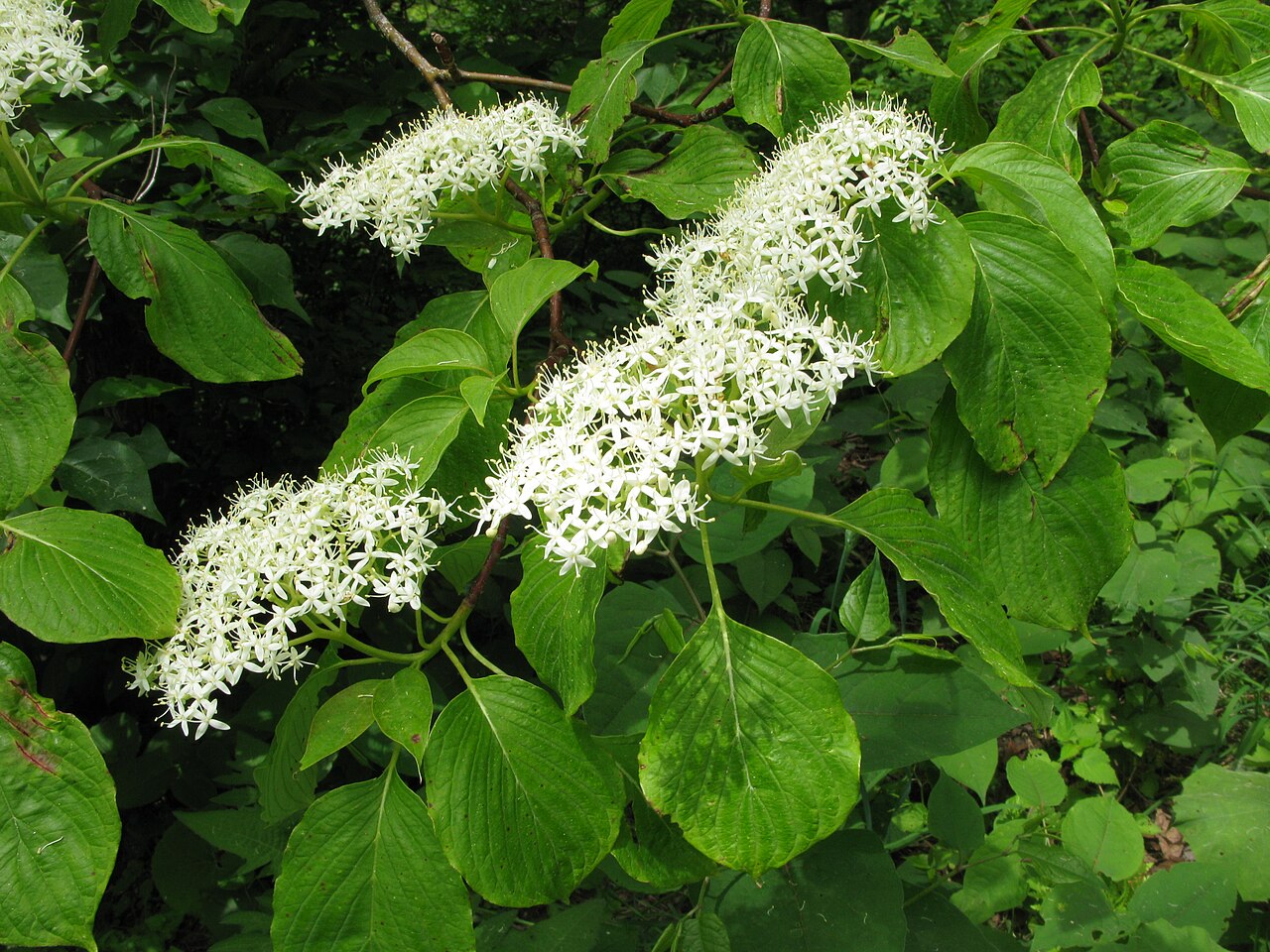Cornus controversa, Wedding cake tree — spreading deciduous (Cornaceae) (image 9 of 10)