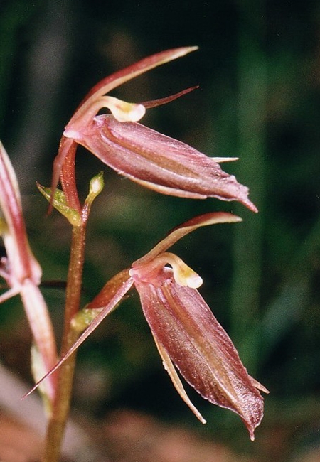 Cyrtostylis robusta (large gnat-orchid) (alternate view 7)