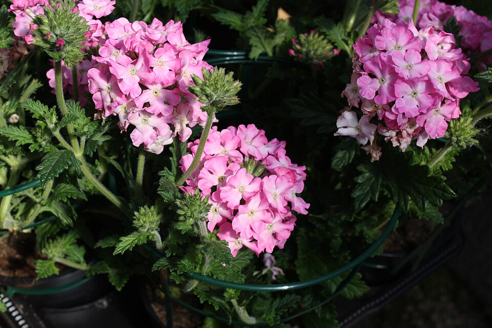 Glandularia bipinnatifida (Dakota mock vervain)