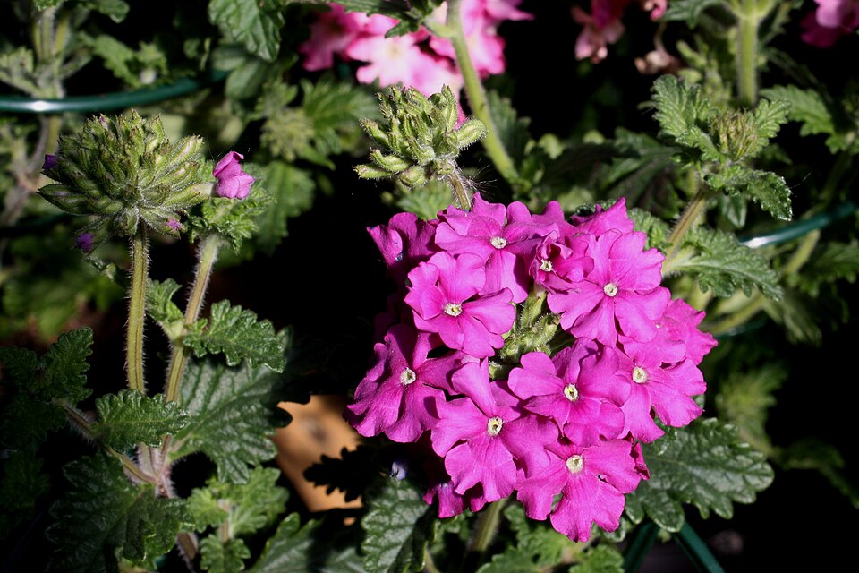 Glandularia bipinnatifida (Dakota mock vervain)