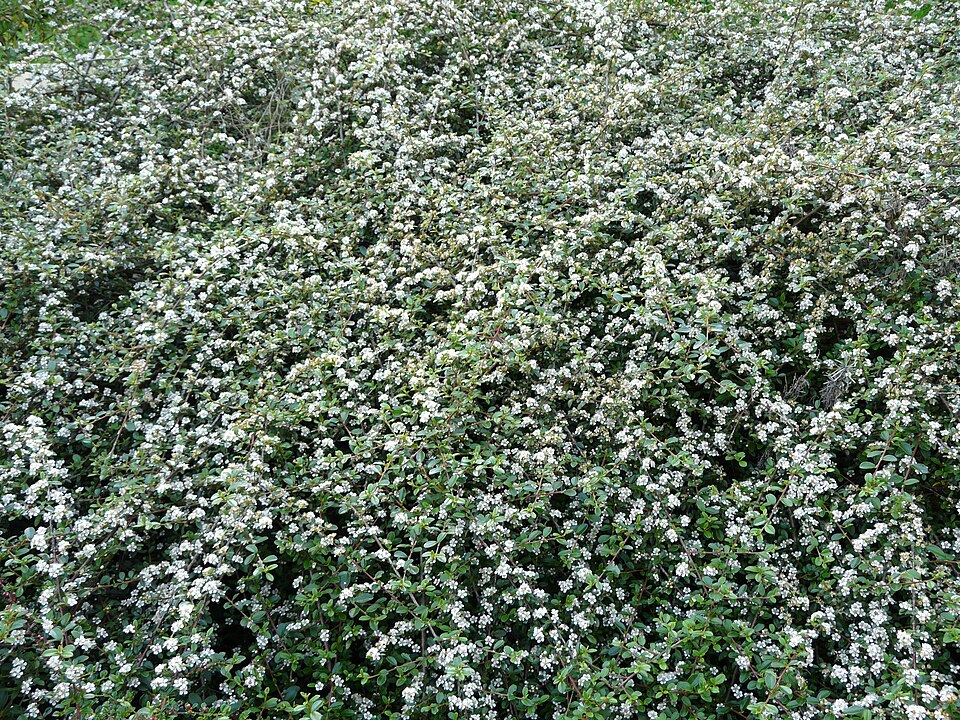 Cotoneaster dammeri (Bearberry Cotoneaster) (alternate view 9)