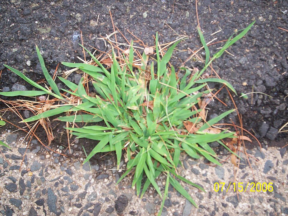 Digitaria sanguinalis (Hairy Crabgrass) (alternate view 3)