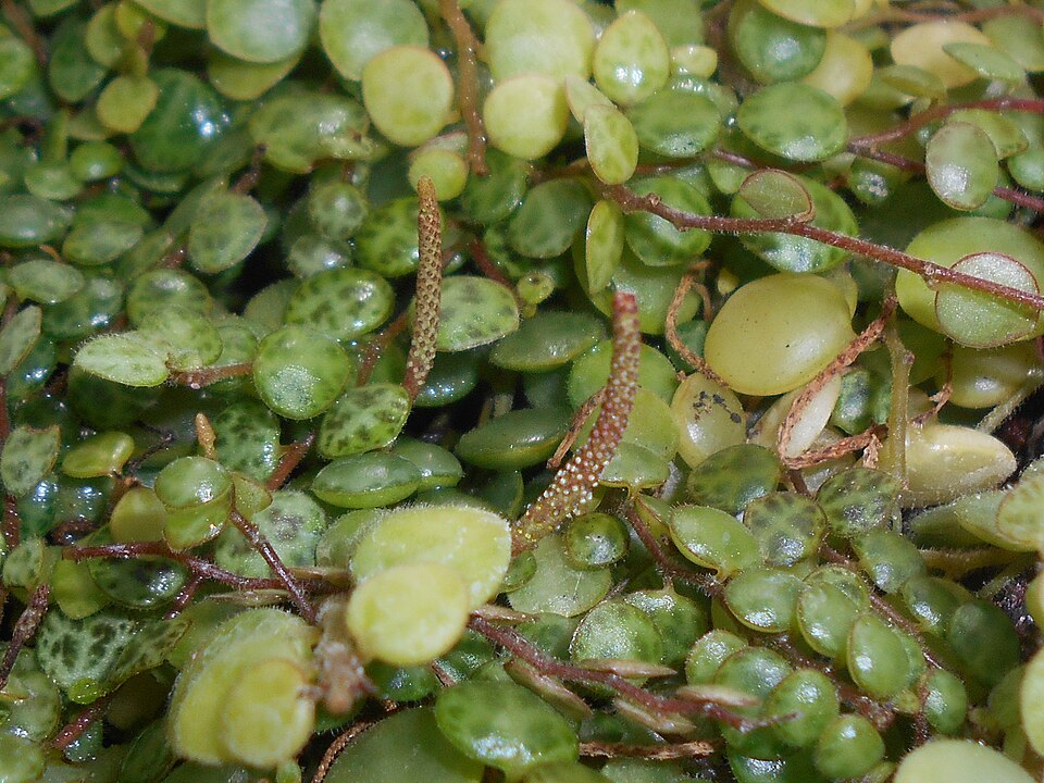 Peperomia prostrata (String of Turtles) (alternate view 8)