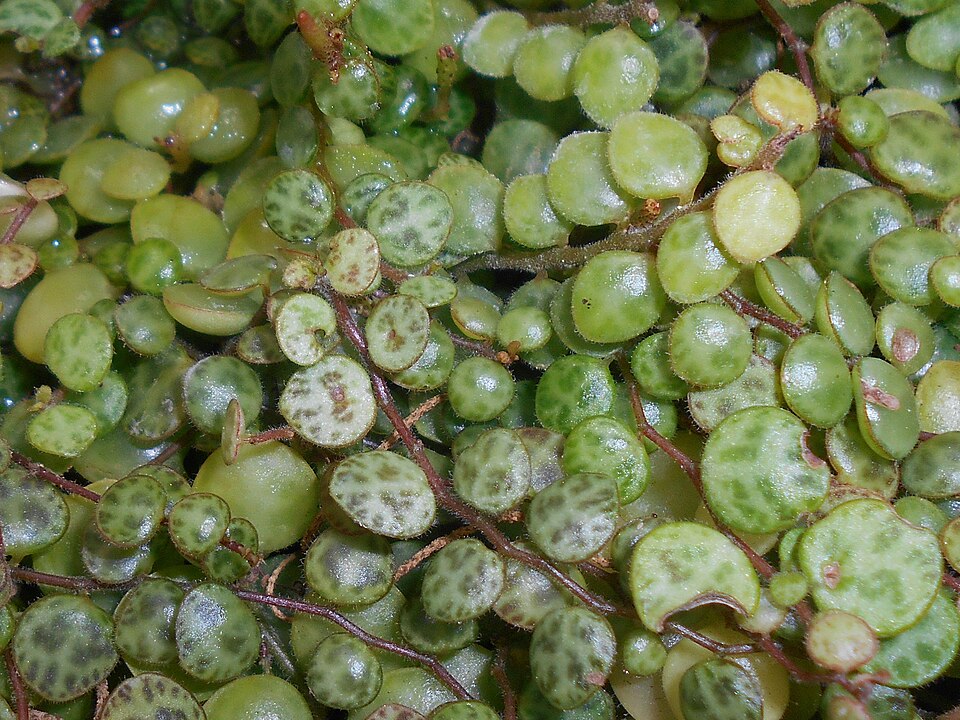 Peperomia prostrata (String of Turtles) (alternate view 9)