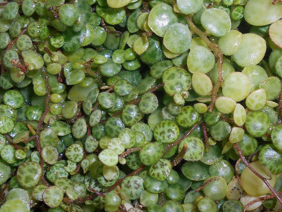 Peperomia prostrata (String of Turtles) (alternate view 10)