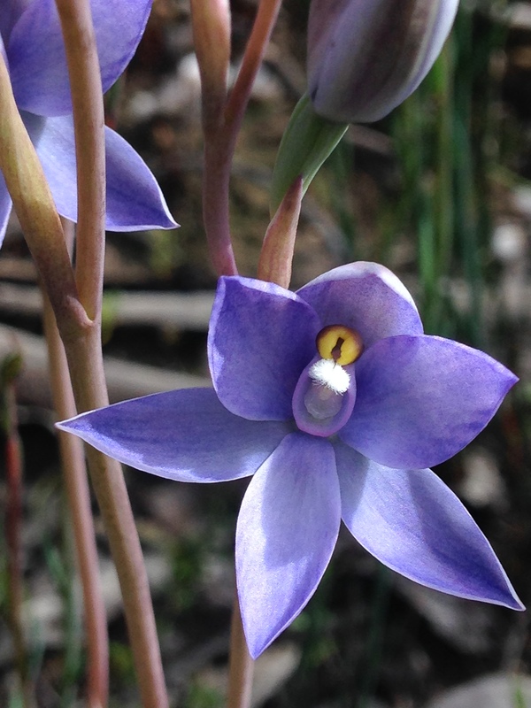 Thelymitra megacalyptra (plains sun orchid) (alternate view 8)