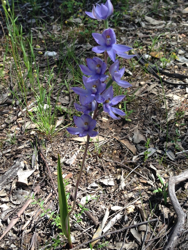 Thelymitra megacalyptra (plains sun orchid) (alternate view 9)