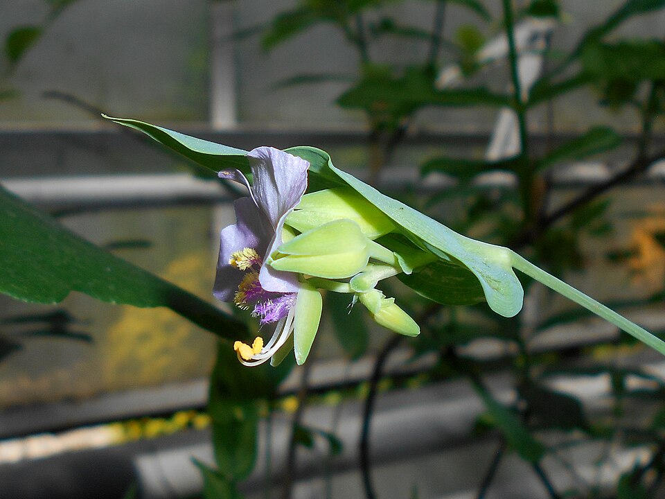 Tinantia anomala (False dayflower) (alternate view 5)