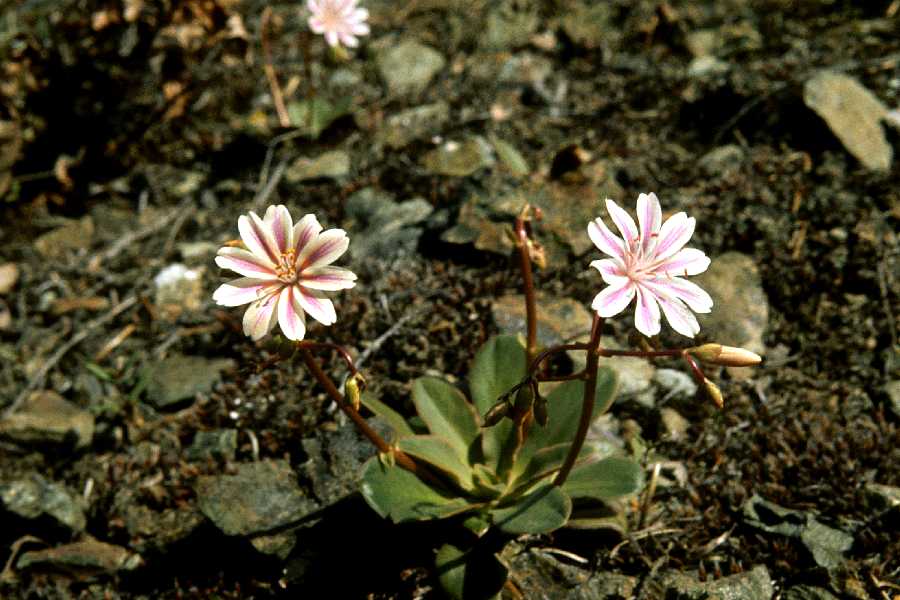 Lewisia cotyledon (lewisia) (alternate view 9)