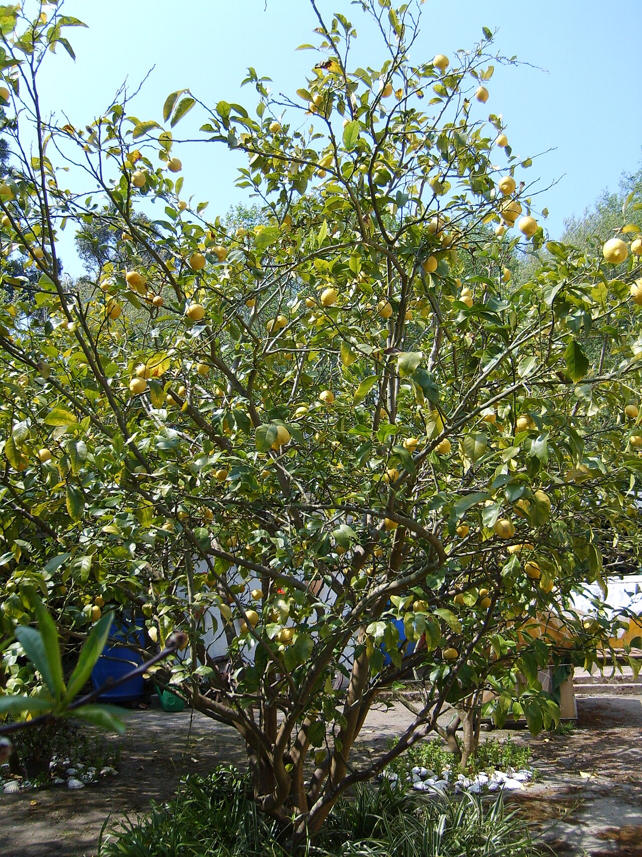 Citrus limon, Lemon — upright evergreen (Rutaceae) (image 4 of 9)