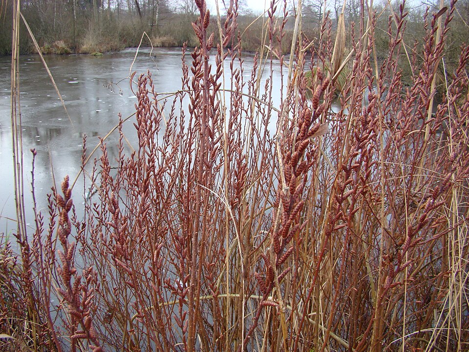 Myrica gale (Sweetgale) (alternate view 11)