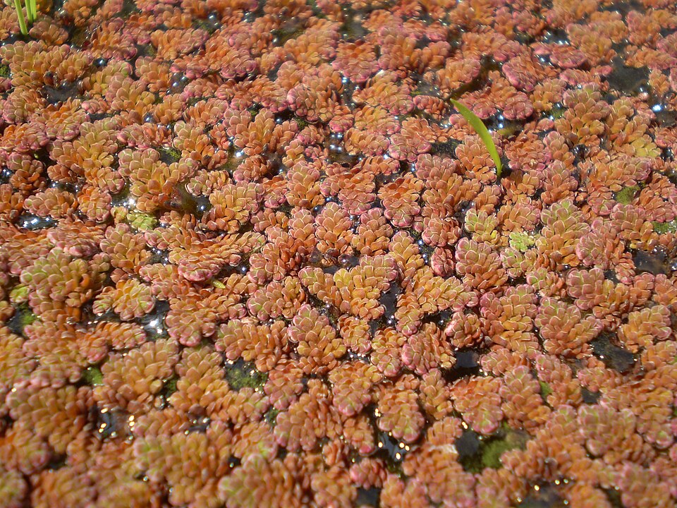 Azolla pinnata (Feathered Mosquito Fern) (alternate view 4)