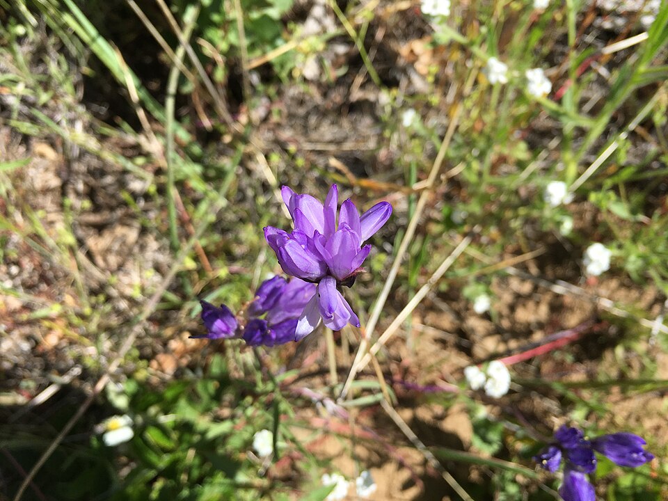Dichelostemma congestum (Ookow) (alternate view 7)