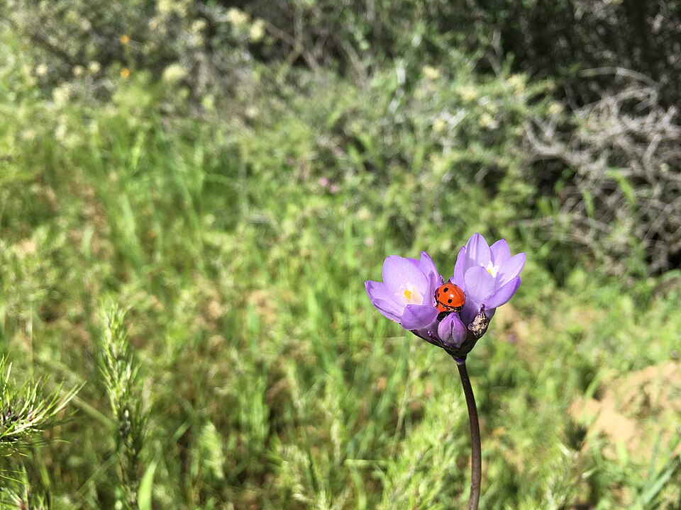 Dichelostemma congestum (Ookow) (alternate view 8)