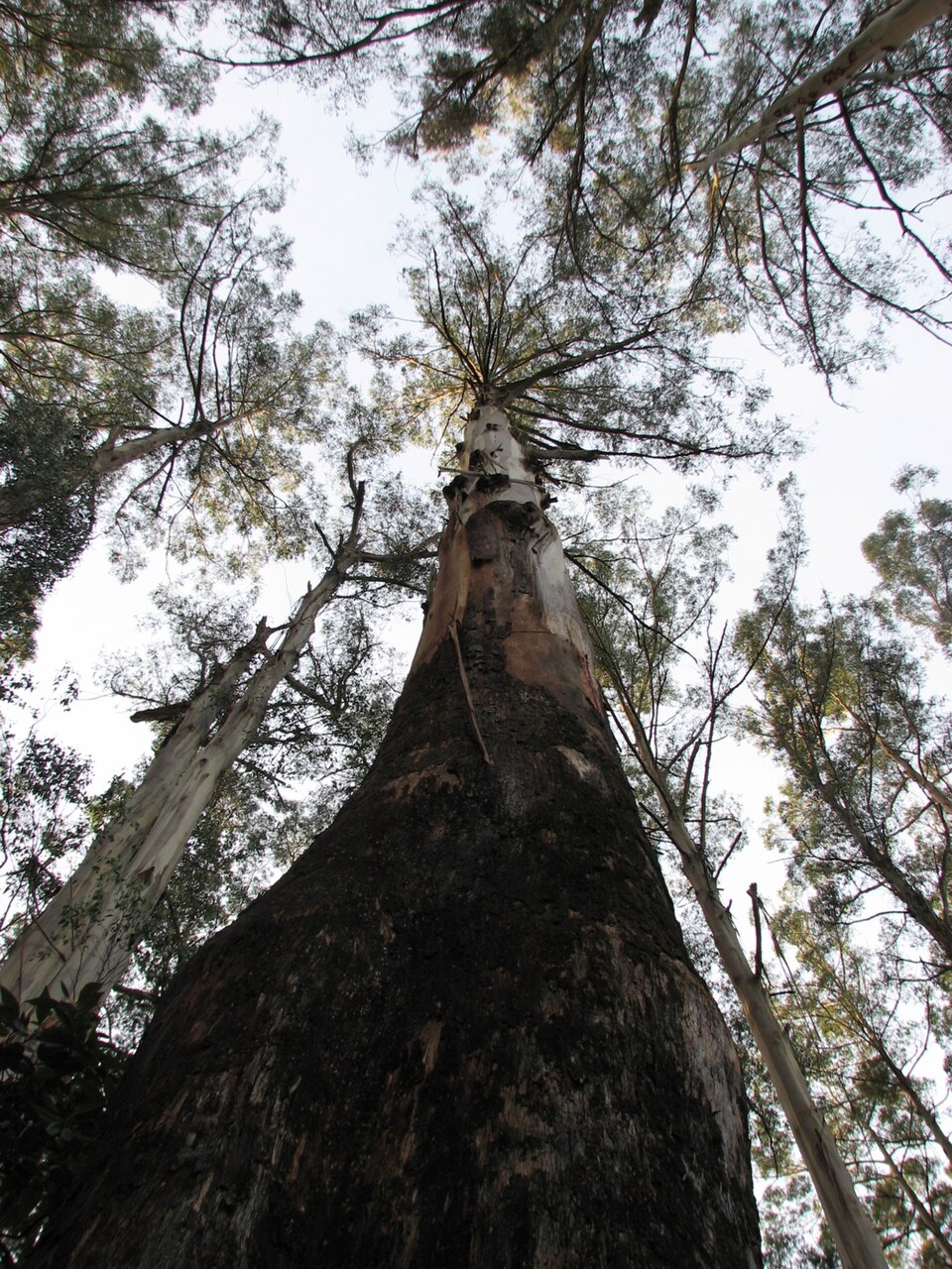 Eucalyptus regnans (Australian Mountain Ash) (alternate view 5)