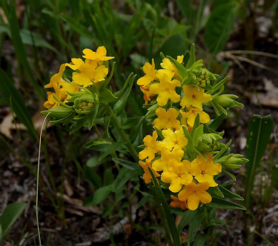 Lithospermum caroliniense (hairy puccoon) (alternate view 7)