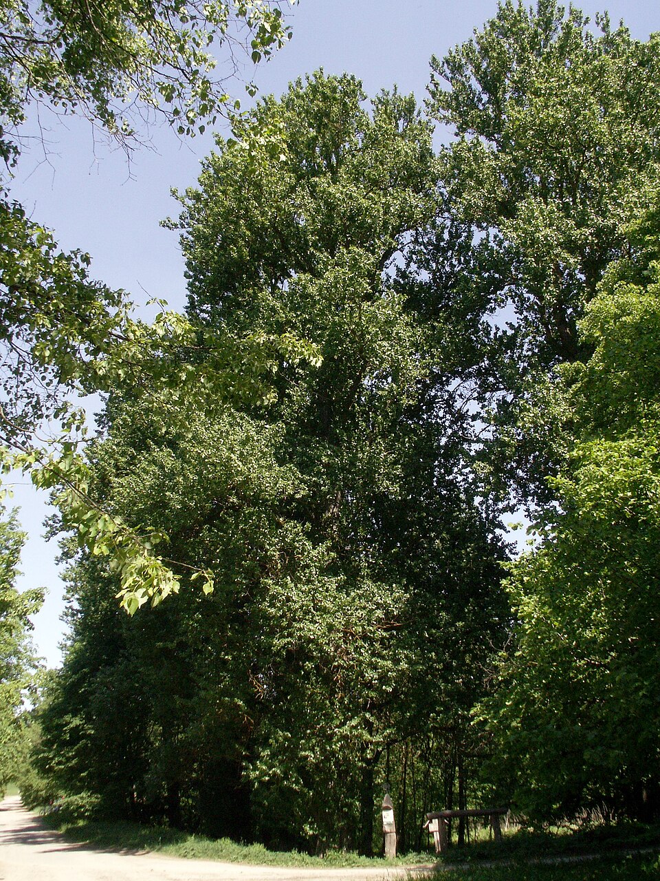 Tilia cordata (little‑leaf linden) (alternate view 8)