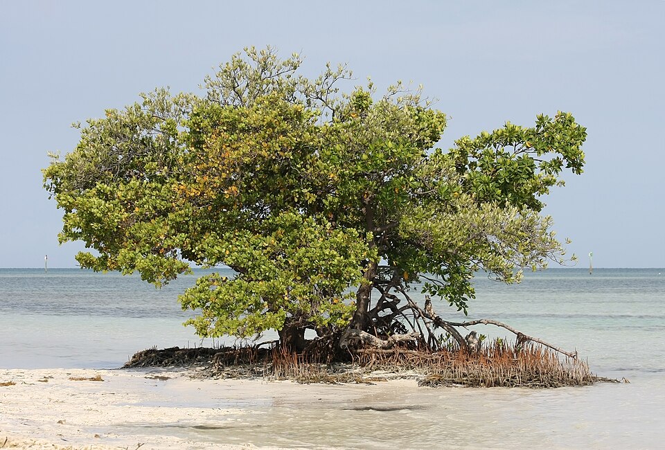 Rhizophora mangle (red mangrove) (alternate view 4)