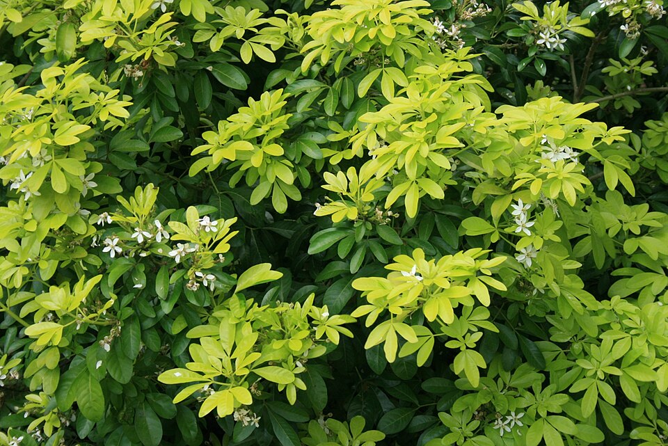 Choisya ternata (Mexican Orange Blossom) (alternate view 10)