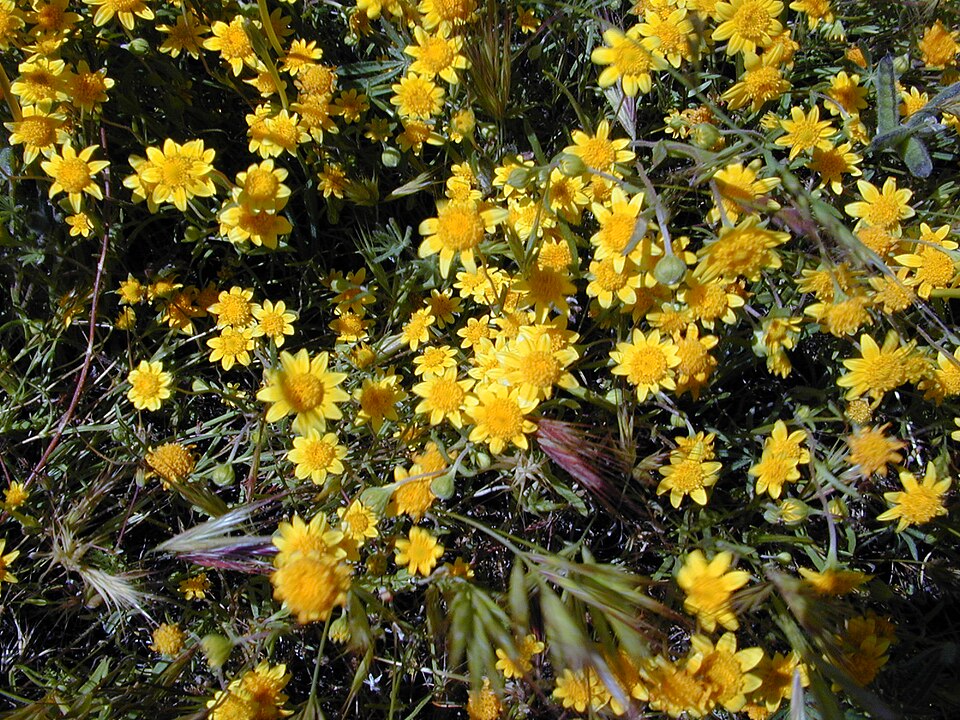 Lasthenia californica (California goldfields) (alternate view 7)