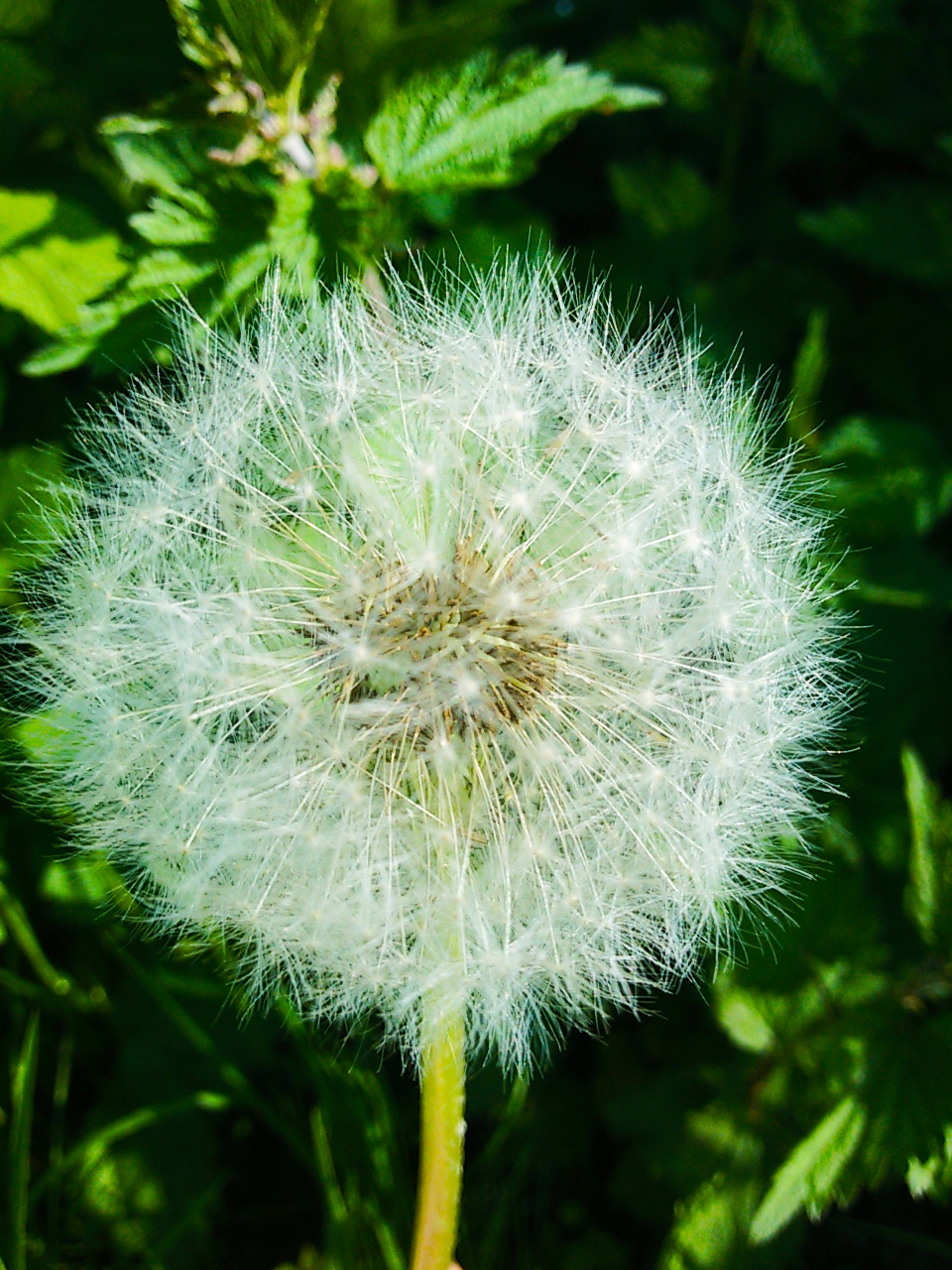 Taraxacum (dandelions) (alternate view 6)