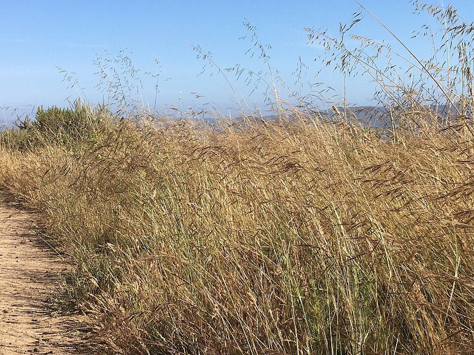 Nassella pulchra (purple needlegrass) (alternate view 5)