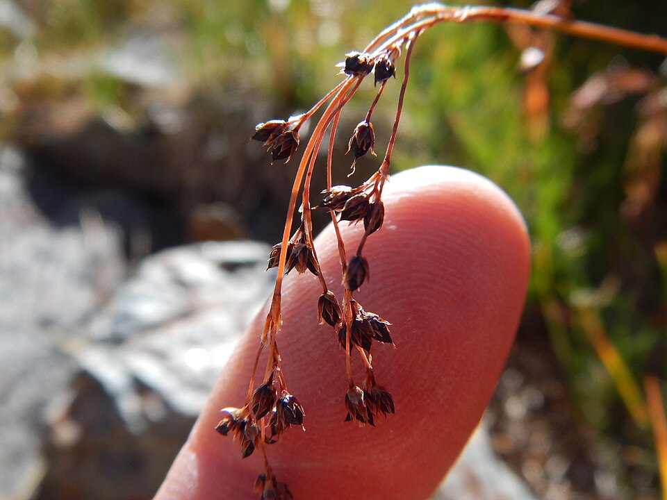 Luzula parviflora (small-flowered wood rush)