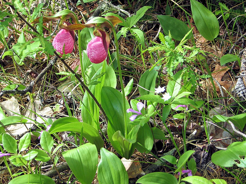 Lysimachia borealis (northern starflower)