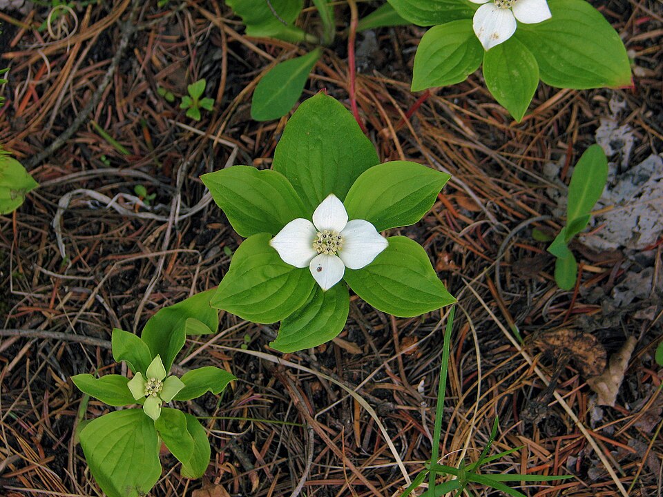 Cornus canadensis (bunchberry) (alternate view 2)