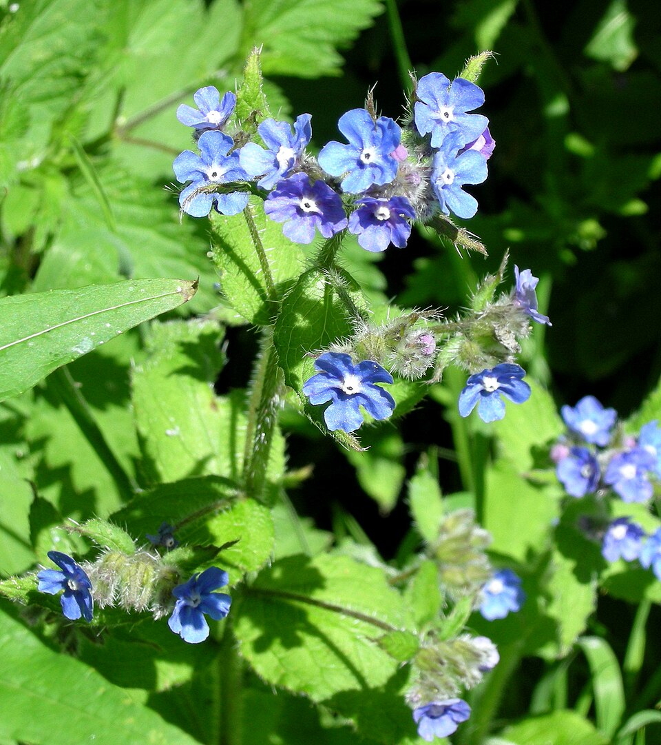 Pentaglottis sempervirens (Green Alkanet)