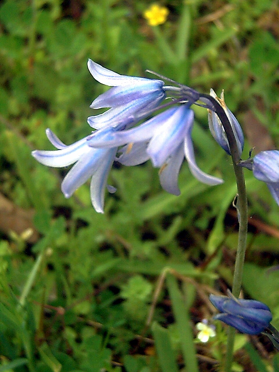 Hyacinthoides hispanica (Spanish bluebells) (alternate view 8)