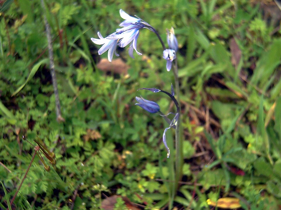 Hyacinthoides hispanica (Spanish bluebells) (alternate view 9)