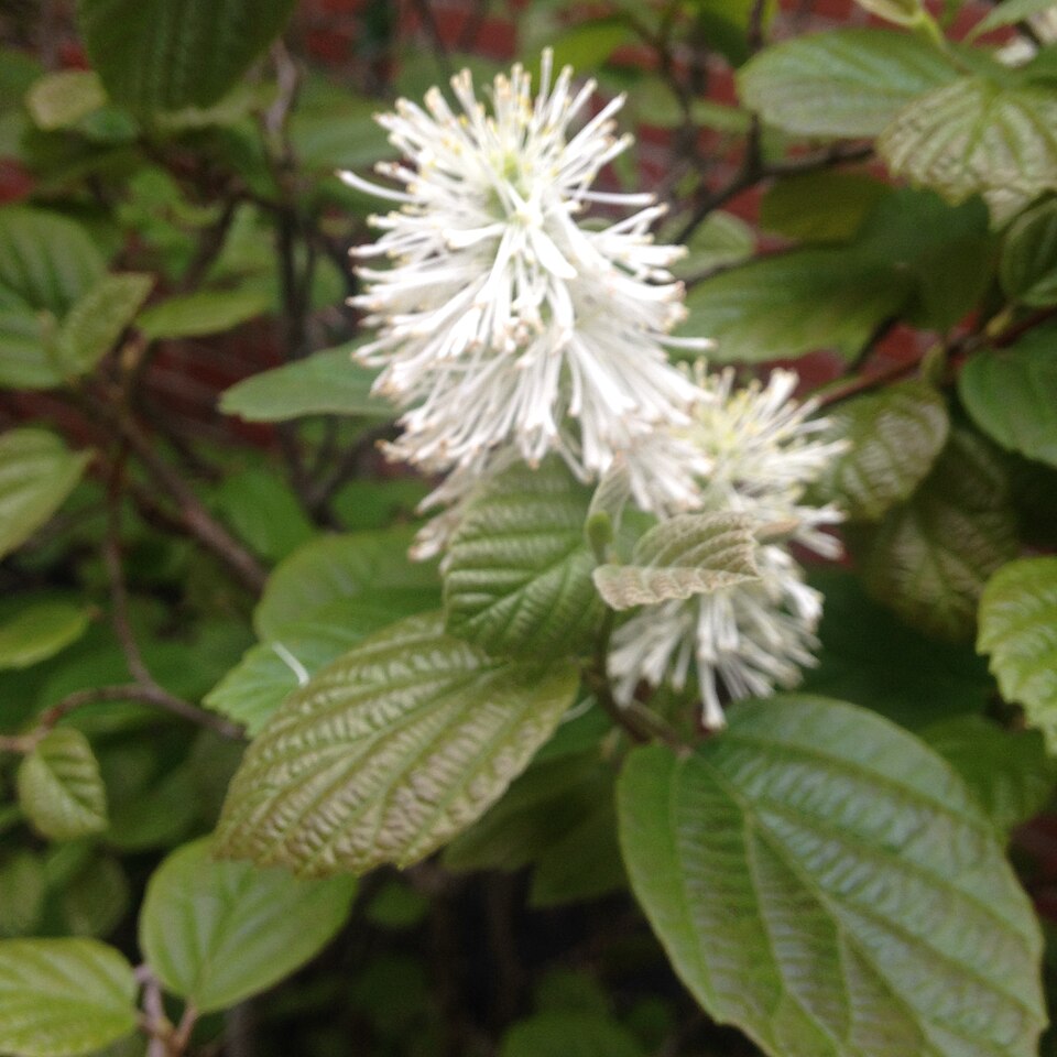 Fothergilla (witch-alders) (alternate view 2)
