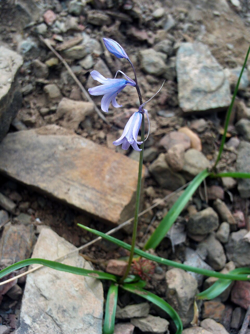 Hyacinthoides hispanica (Spanish bluebells) (alternate view 10)