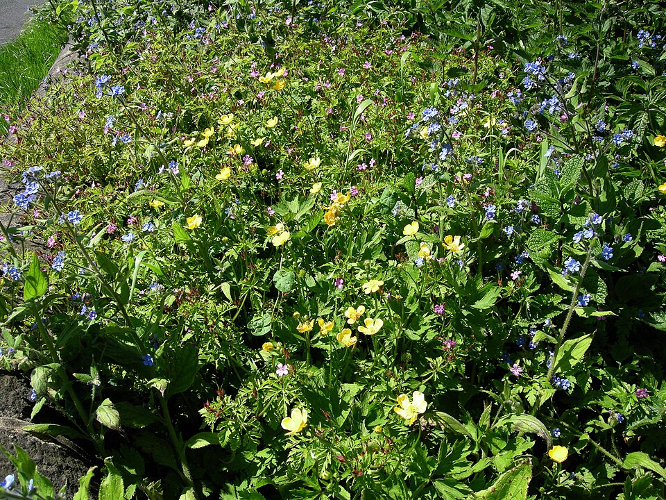 Ranunculus repens (creeping buttercup)