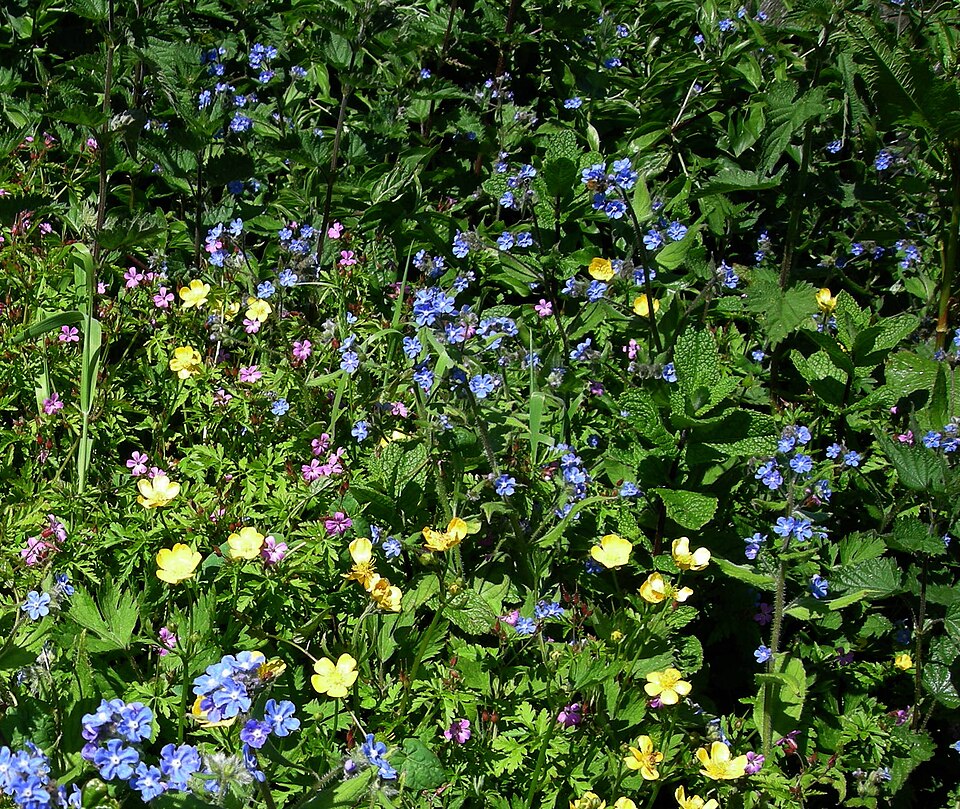 Ranunculus repens (creeping buttercup)
