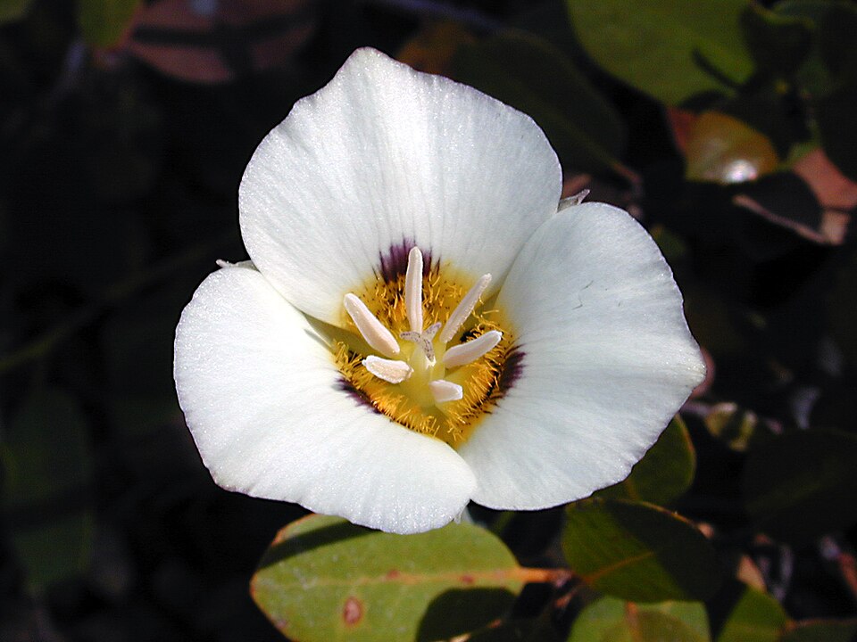 Calochortus leichtlinii (Leichtlin's Mariposa Lily) (alternate view 7)