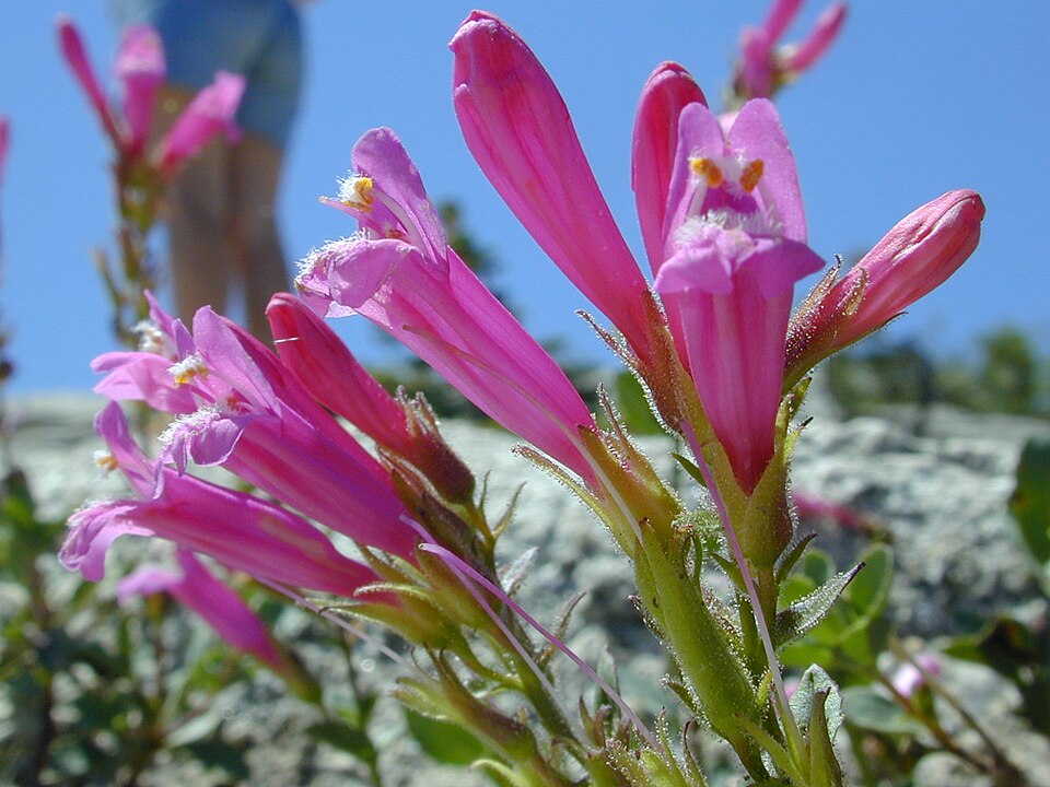 Penstemon newberryi (Mountain Pride) (alternate view 9)