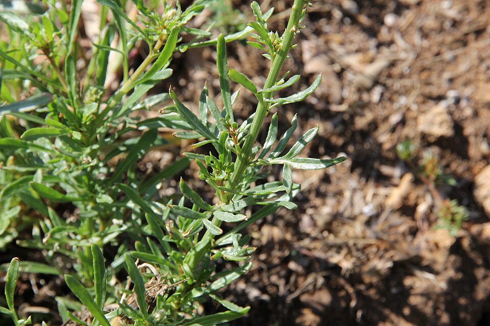 Reseda (mignonettes) (alternate view 3)