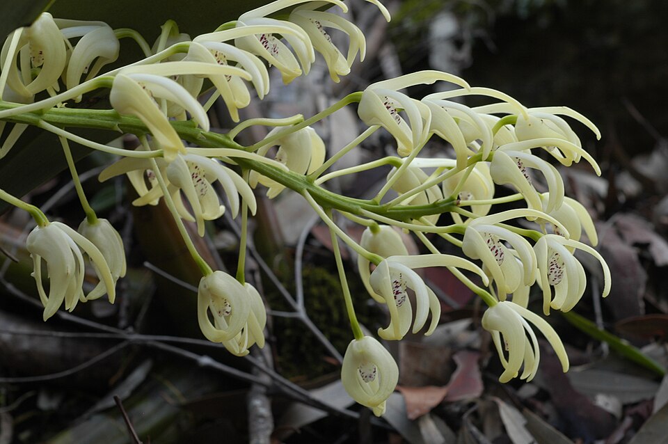 Dendrobium speciosum (rock orchid) (alternate view 6)