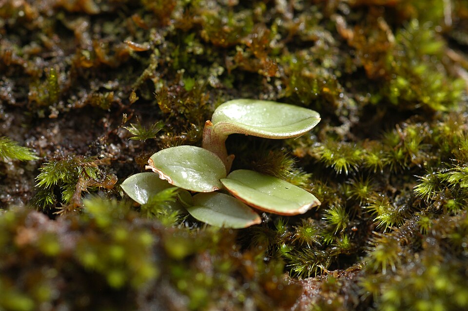 Dendrobium speciosum (rock orchid) (alternate view 7)