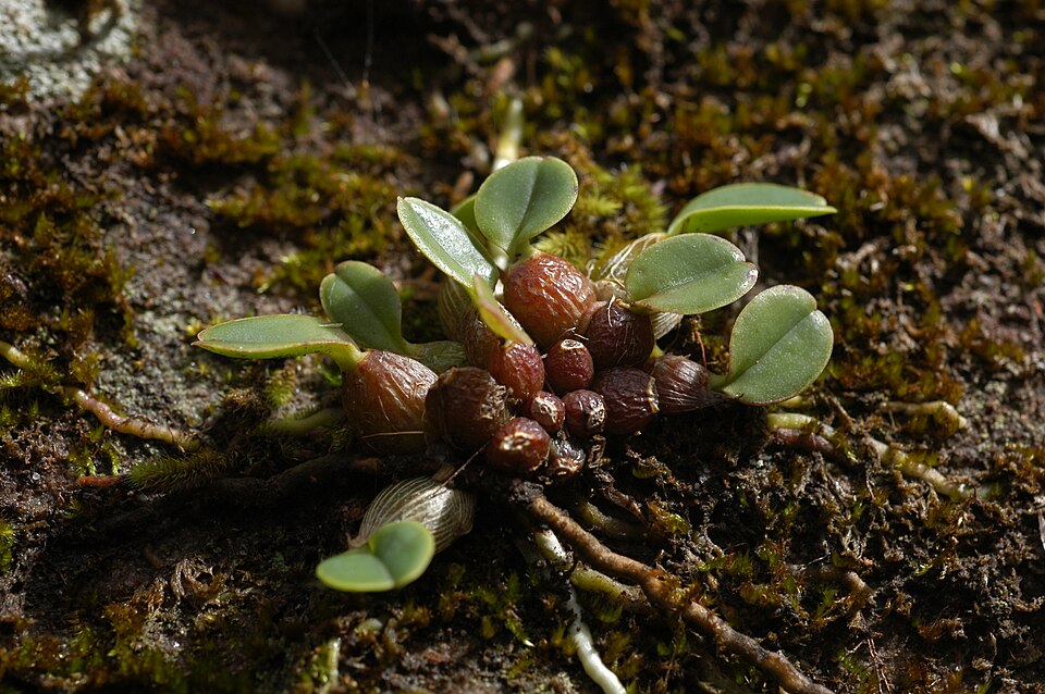 Dendrobium speciosum (rock orchid) (alternate view 8)
