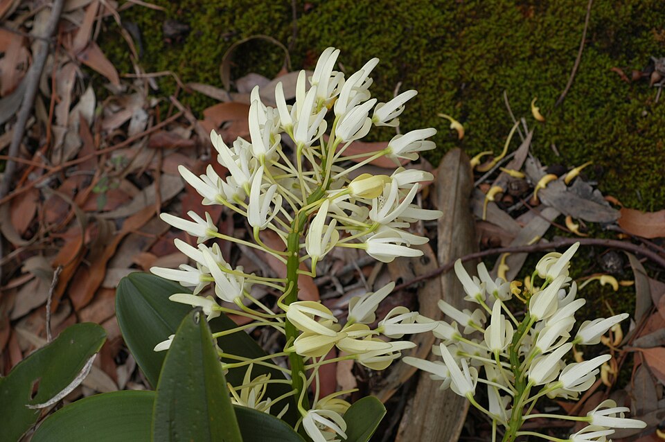 Dendrobium speciosum (rock orchid) (alternate view 9)