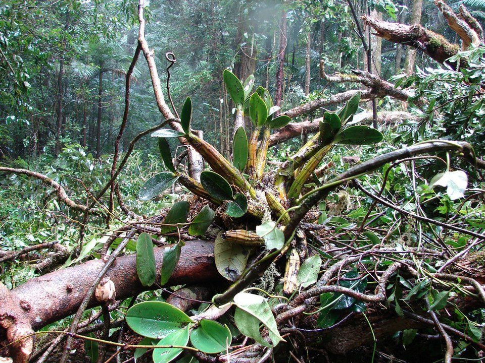 Dendrobium speciosum (rock orchid) (alternate view 10)