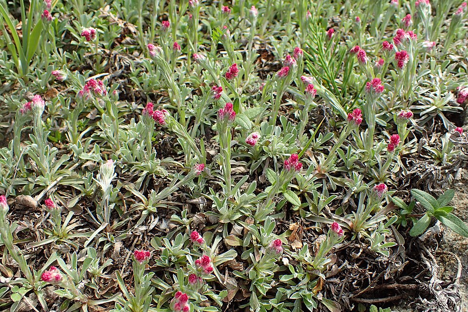 Antennaria dioica 'Rubra'