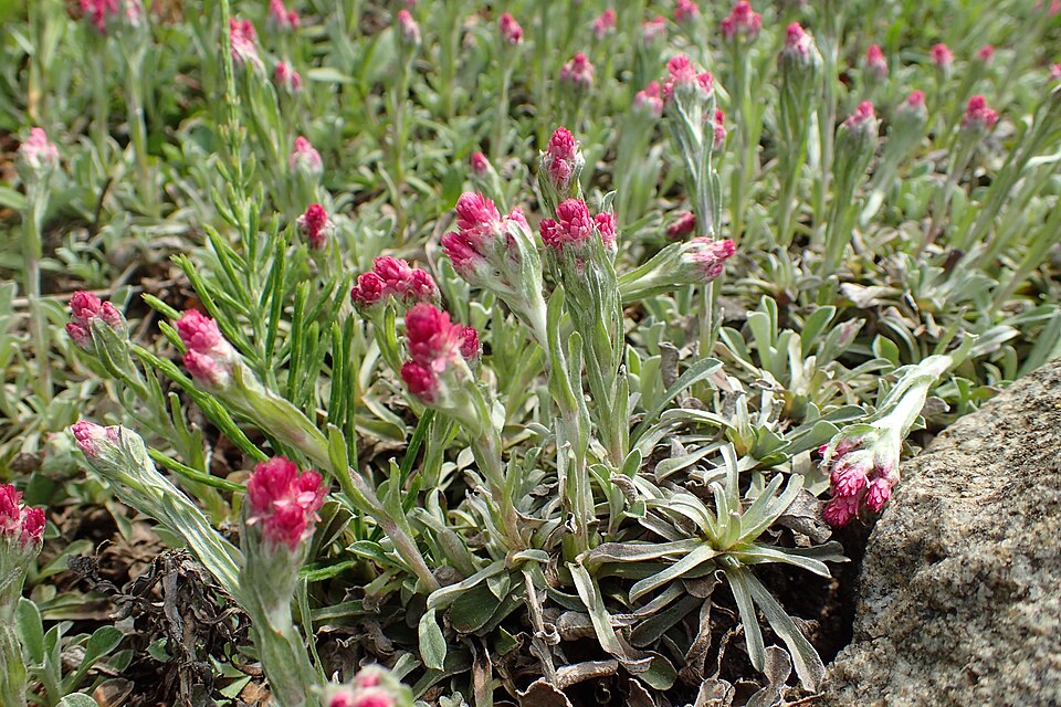 Antennaria dioica 'Rubra' (alternate view 2)